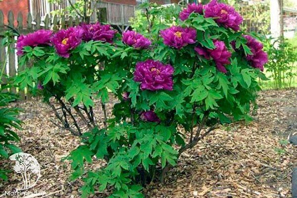  Purple: ,  