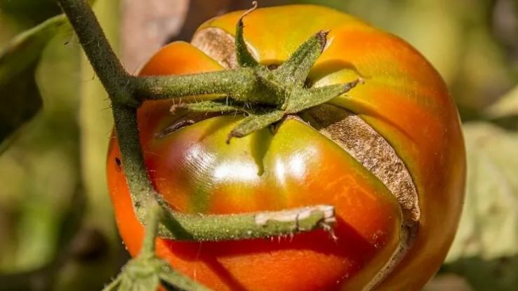 Как предотвратить трещины на помидорах: полезные советы для огородников