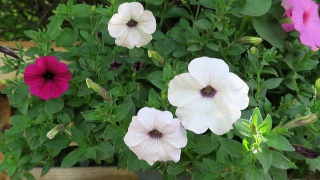 Почему желтеют листья петунии? Узнайте, как вернуть растениям здоровье и красоту