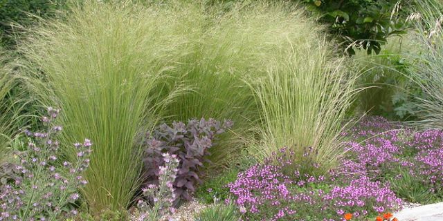 Декоративные злаки: как они могут преобразить ваш сад