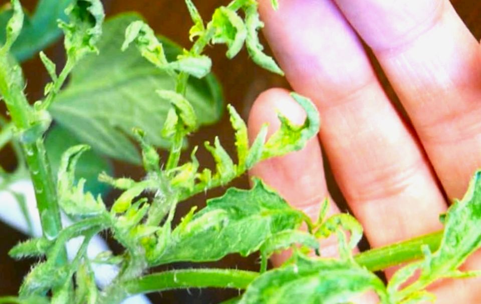 Скручивание макушек у томатов: причины и профилактика