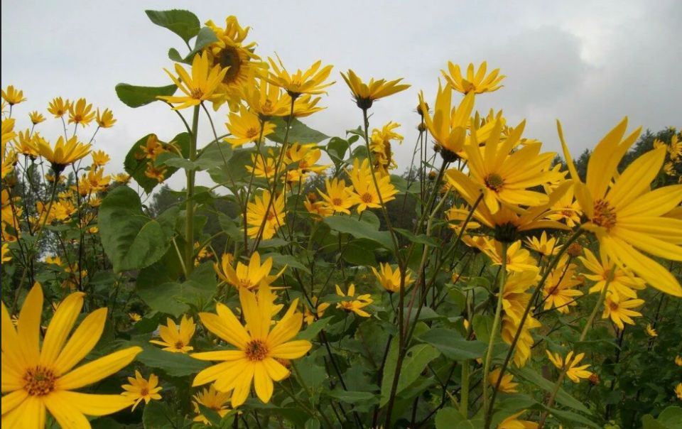 Топинамбур: секрет плодородия и здоровья прямо на вашем огороде