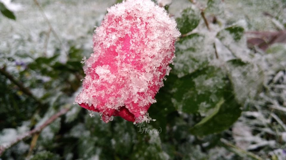 Тайны заморозков: как природа подсказывает о последних холодах весны