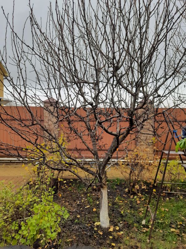 Когда и как правильно красить стволы деревьев: советы садоводов