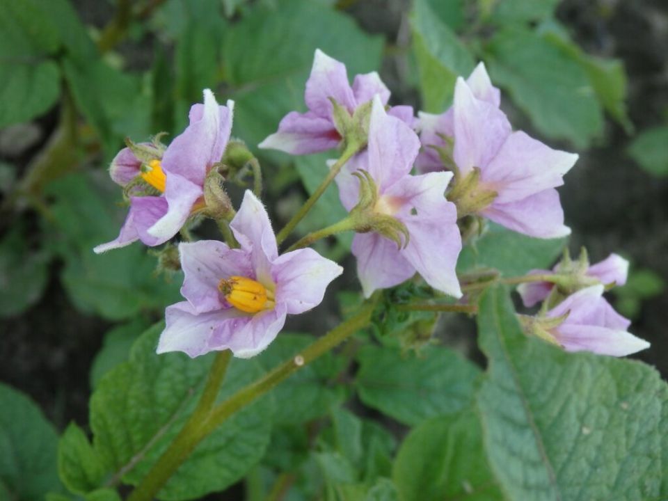 Как выбрать идеальный семенной картофель: разница между элитой и суперэлитой