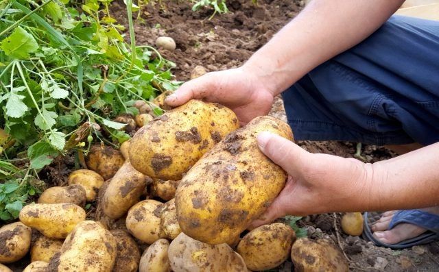 Технологии селекции картофеля: как сохранить и улучшить сорт