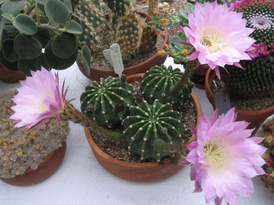 Как комнатные растения могут улучшить ваше здоровье и атмосферу дома