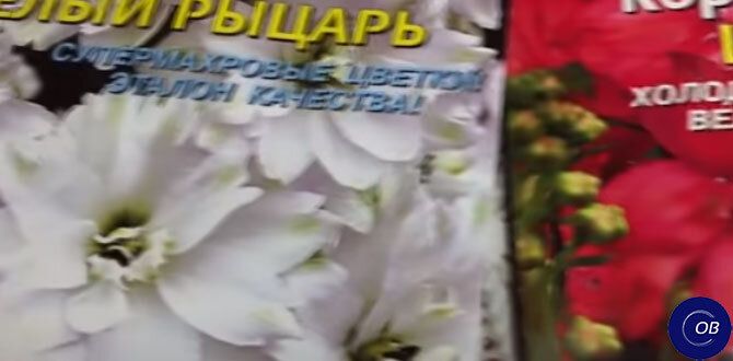 ������� ��������� ����������� �����������: ��� �������� ������������ ����� �� �����