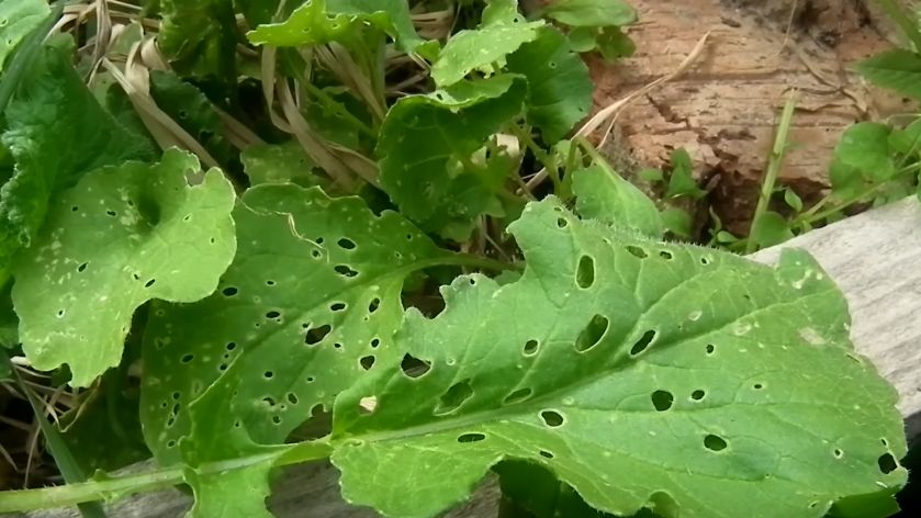 Эффективные методы борьбы с крестоцветной блошкой: как обеспечить здоровый урожай