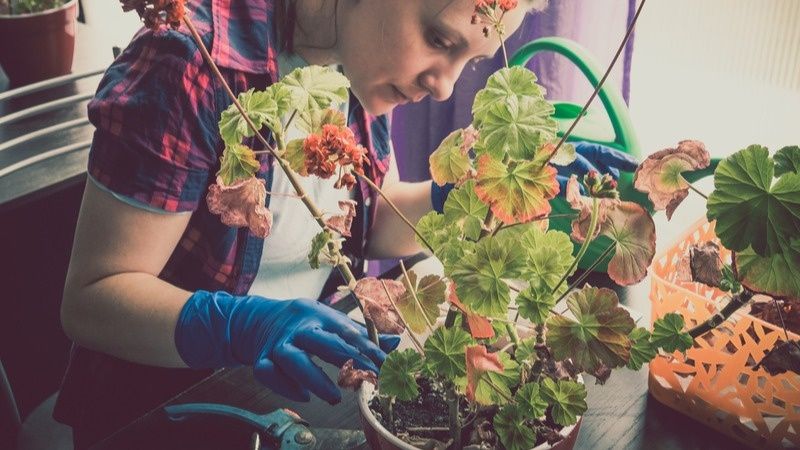 �������� ��������� �������� ������ � ������ ������