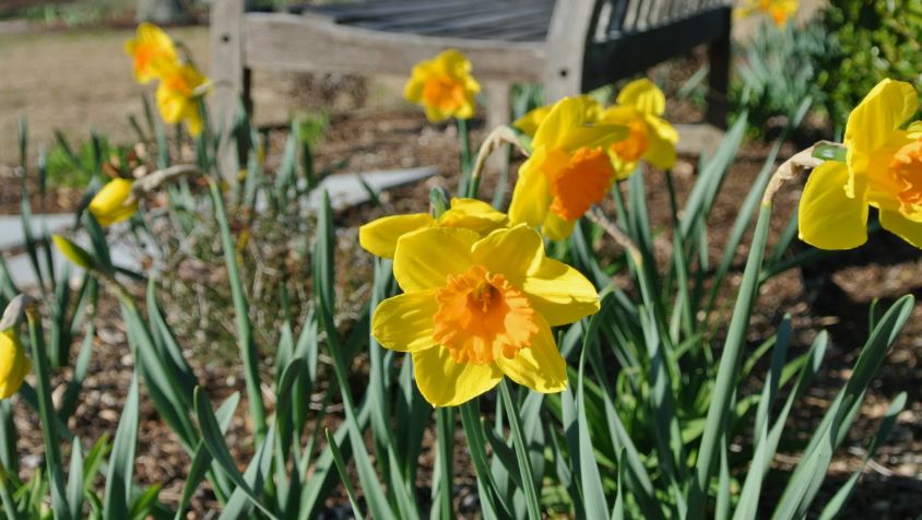 Почему август — идеальное время для посадки нарциссов