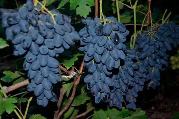 �������� ��������: ����������� ����� ������ � ������� ��������� � �������������