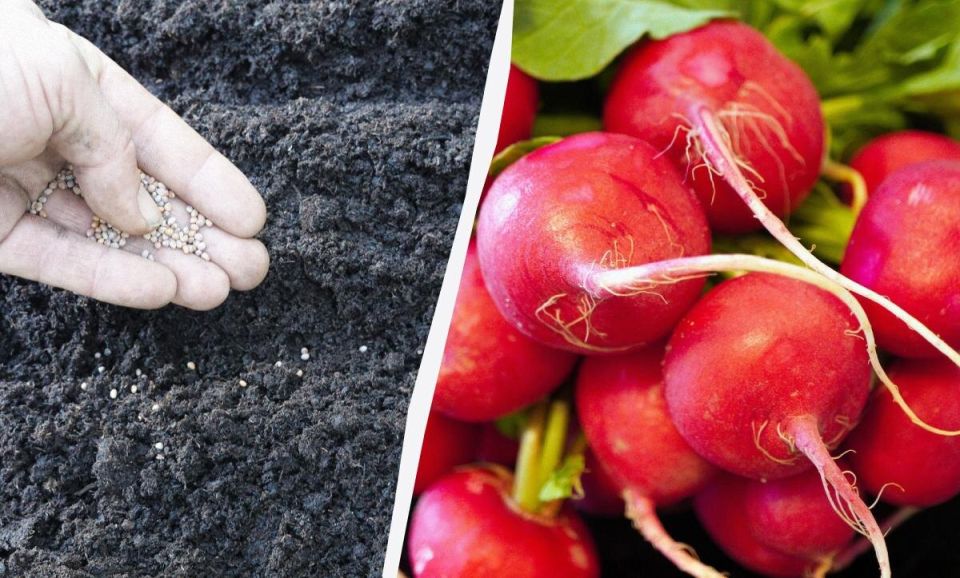 ������� ���������: ����� � ��� ������ ������� �� ����