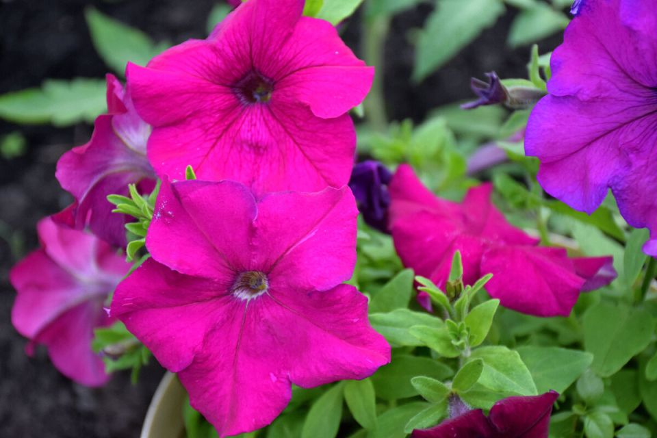 ��� ��������� �������� ������� ��� �������� ������������: ������ � ������������