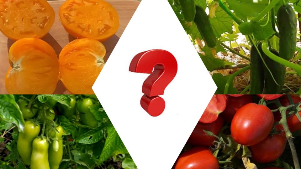 ��� ������� ��������� ������ ��� ������ �������: ������ ��� ��������� ������