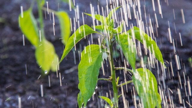 Как правильно подкормить перцы в июне для богатого урожая