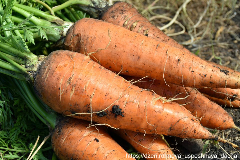 ��������� ��������� �����������: ������ ��� ��������� �������