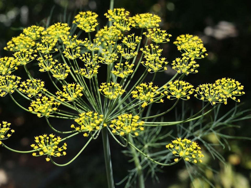 ��� ����� ������ �������� ������� ������� ������: ������� ��������� �����������