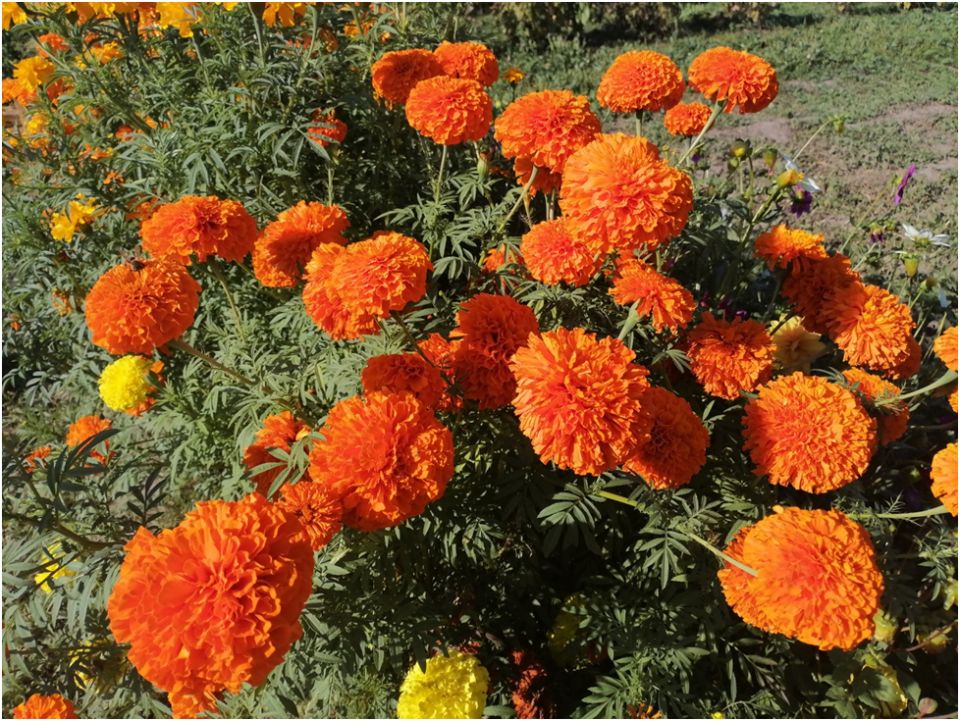 ������ �������� � ��������� ����� ������������ ���������� ����������� � 2026 ����?