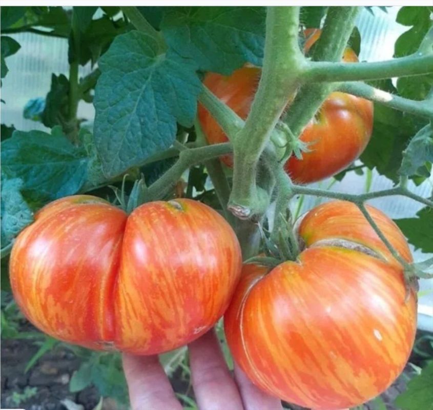 ����� ������� ��������: ���������� ���� � ������������� ������� � ������� ������