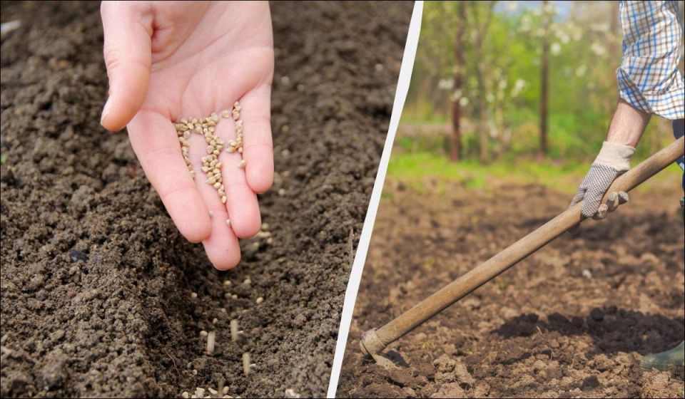 ������ �������: ��� ����� �������� ��� ���� �� ����� �������