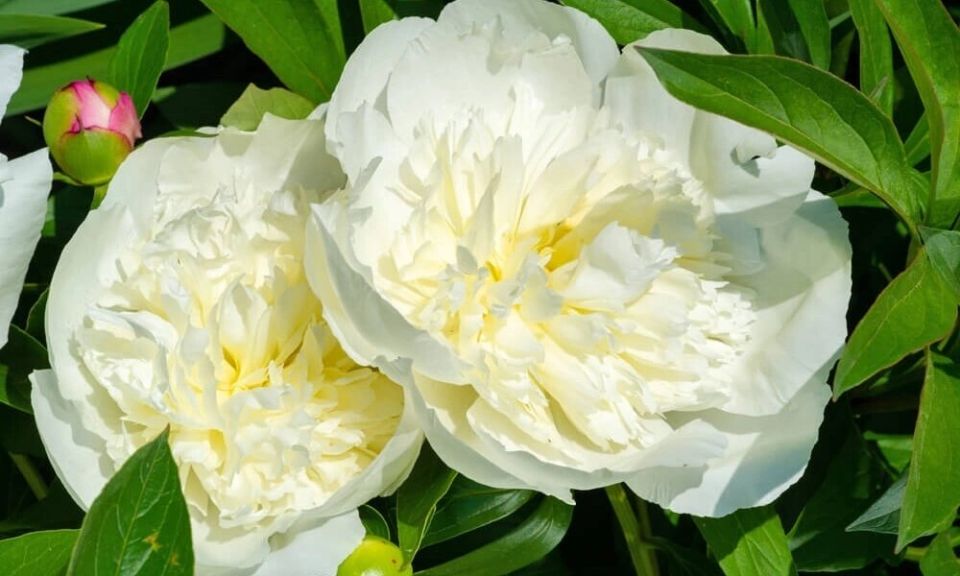 ������ ����� �����: �������� ������ ����� ��� ������ ������