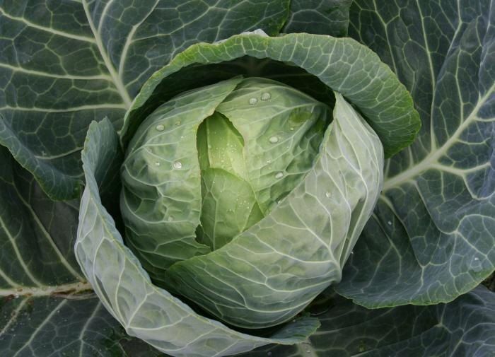 ��� ��������� ������� �� ������� � ������: ����������� ������