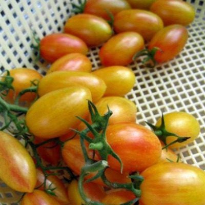 Томат Огненная кисть: как создать яркую и урожайную гряду