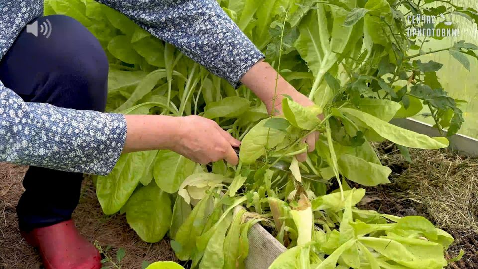 ��� ��������� ����� �� ����: ��������� ������� ���������� ���������