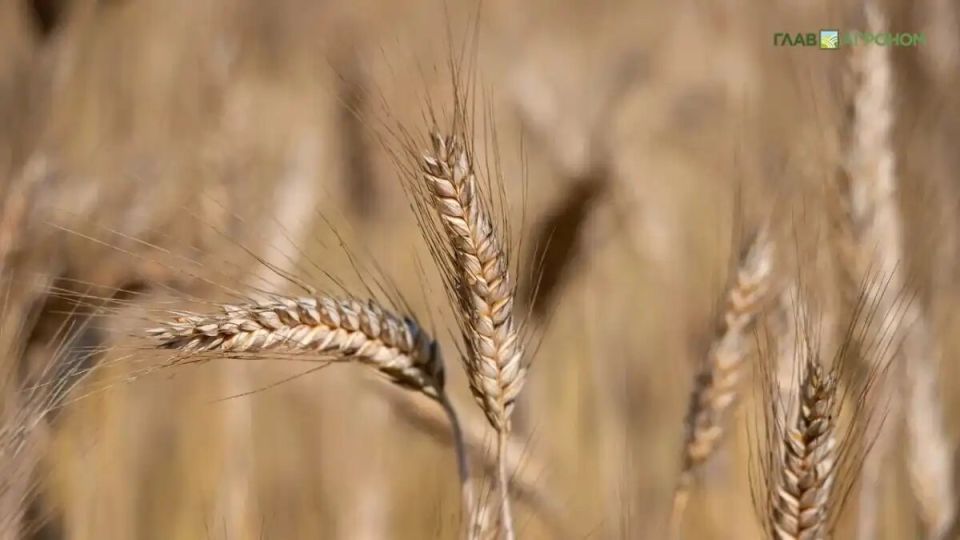 Росстат раскрывает урожай зерна и овощей в России