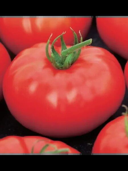 Томат Мона: ранний урожай и неприхотливость для открытого грунта