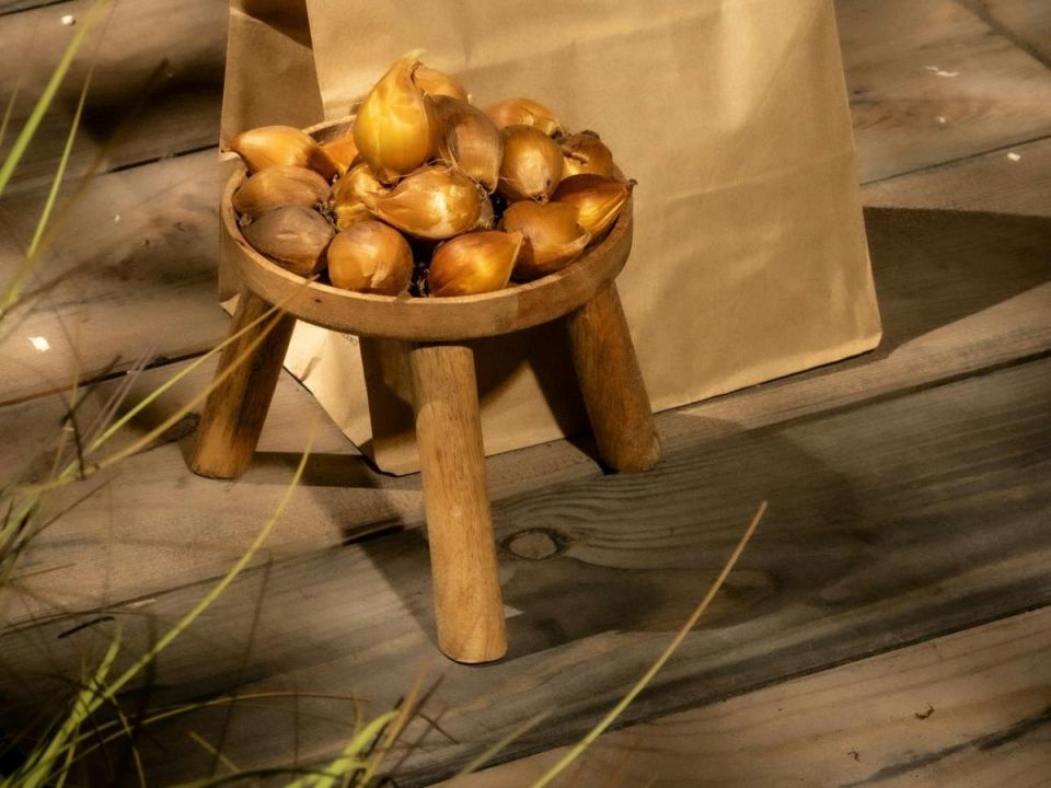 Как декабрьская проверка луковиц спасает от гнили и плесени