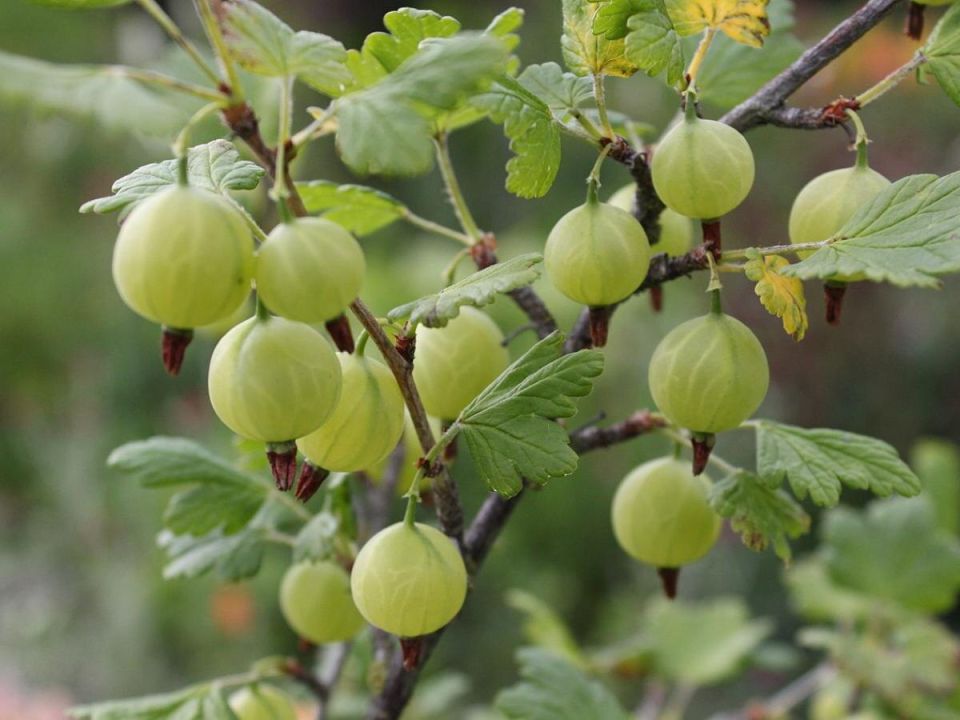 ������������� ����������: ������� ������� ��� ���������� ����� � �������� ����