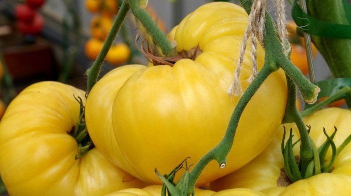 Томат Дикси золотой гигант: крупные плоды и насыщенный вкус в едином образе