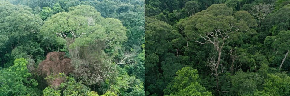 Дерево-убийца соседей молниями и спаситель исчезающего вида