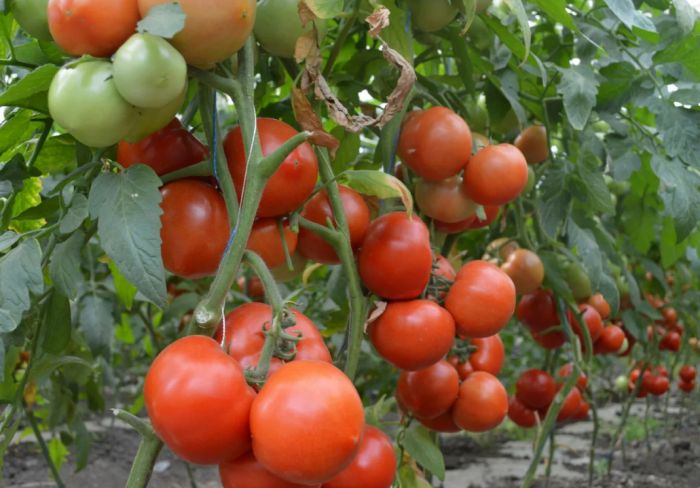 Томат Квалитет: стабильный урожай и выносливость для открытого грунта