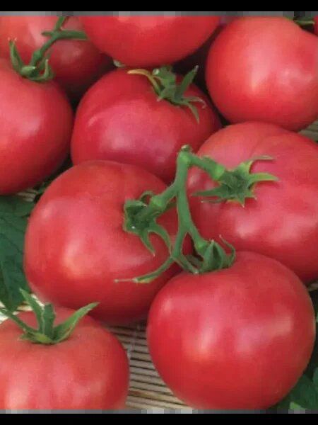 Томат Русская красавица: спокойный взгляд на крупноплодный розовый сорт