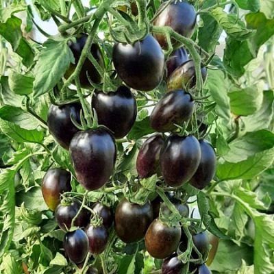 ����� ��������� � �������: ��������� ���������� ������������ � �����