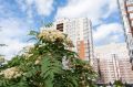 Кемеровчане отметили День соседей в ЖК Сибирские просторы