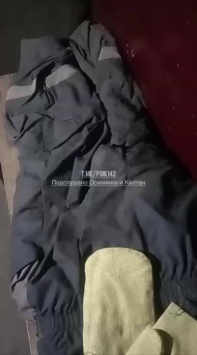 В Калтане лиса пришла в гости к работнику разреза