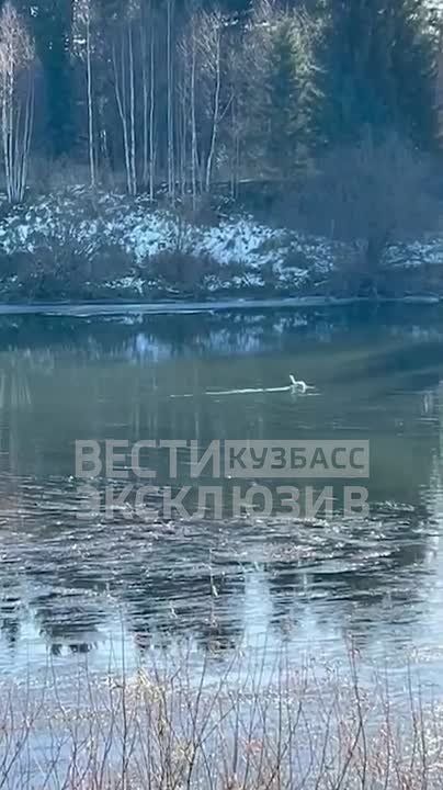 "Заплутал пернатый": в Анжеро-Судженске лебедь отбился от стаи
