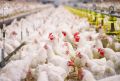 Птицефабрика «Трудармейская» более чем на 40% увеличила выработку продукции благодаря нацпроекту
