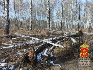 В Юрге возбуждено уголовное дело по факту незаконной рубки лесных насаждений