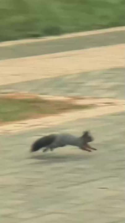 Белка поселилась в центре Новокузнецка