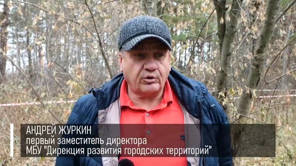 Специалисты продолжают очищать Рудничный бор от вредоносного американского клёна