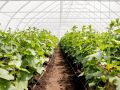 Как недорогие средства помогут сделать теплицу здоровой и продуктивной