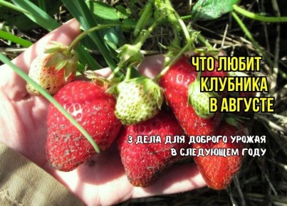 Что успеть сделать с клубникой до августа: советы агрономов для богатого урожая