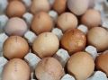 Как правильно хранить яйца в холодильнике: секреты долгого хранения