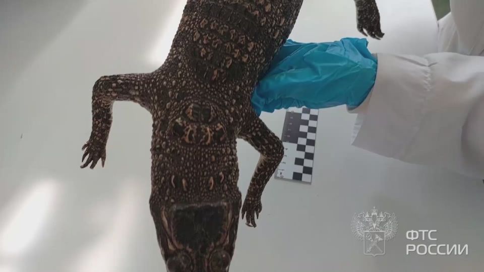 «Крокодил в сумке!». Чучело сиамского животного нашли таможенники региона в сумке одной из пассажирок, которая прилетела из Вьетнама