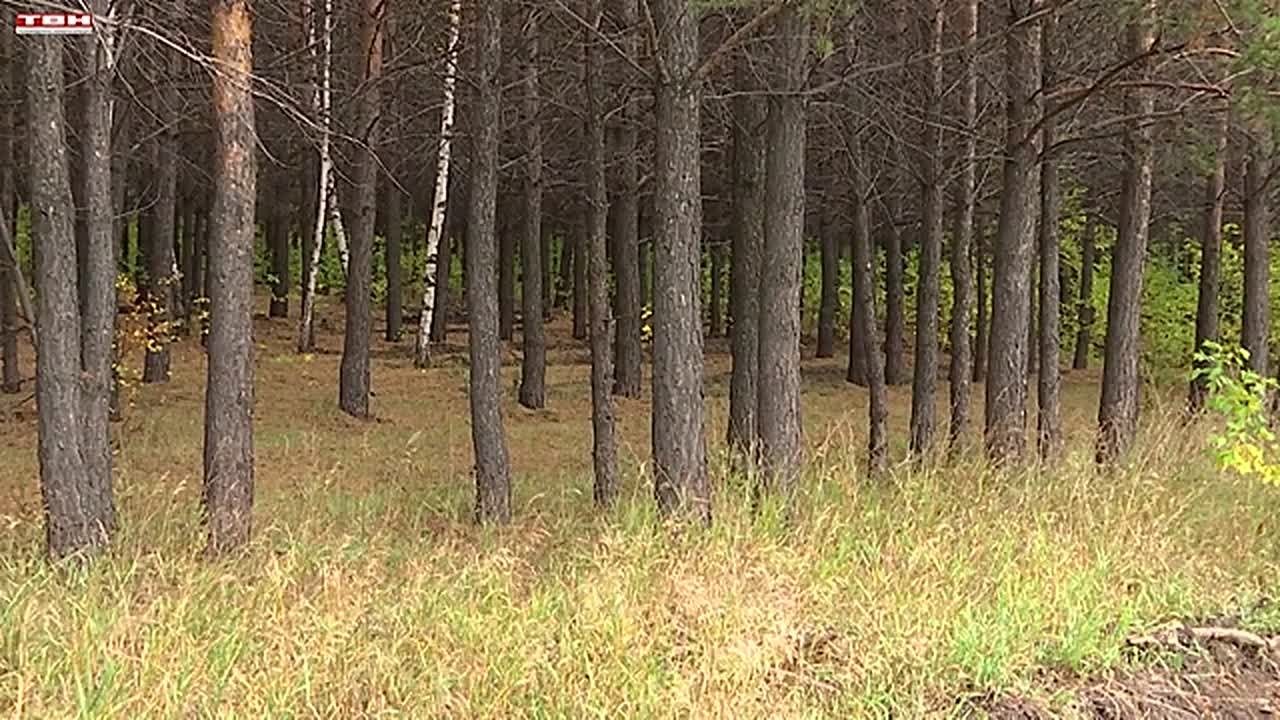 Сохранение и восстановление лесов